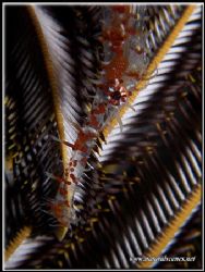 As this ghost pipefish was hiding in a featherstar it mad... by Erika Antoniazzo 